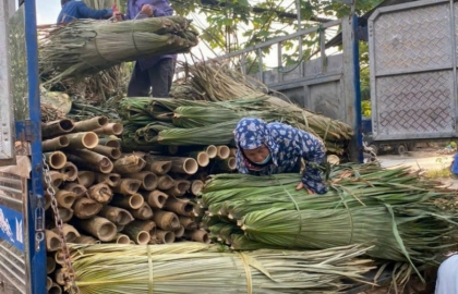 Lá Cọ Lợp Nhà